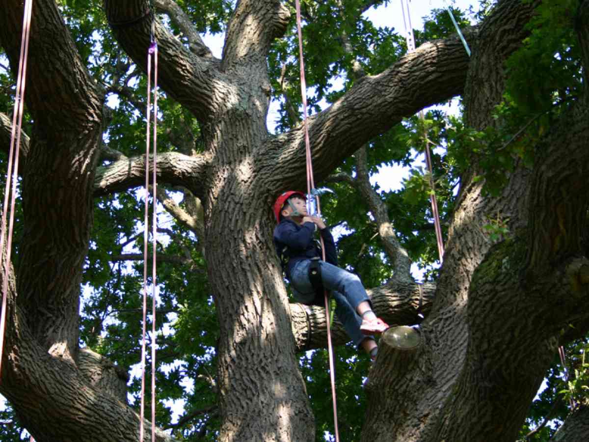 Goodleaf Tree Climbing picture gallery